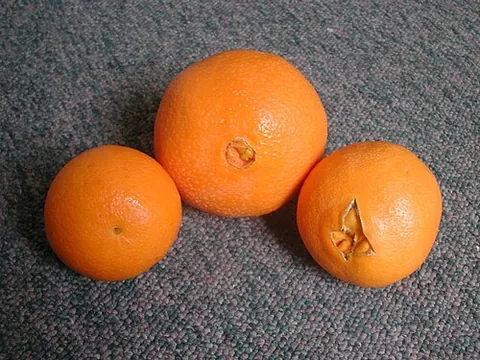 navel orange: a type of orange in which the fruit encloses a small secondary fruit, the rind showing on the...