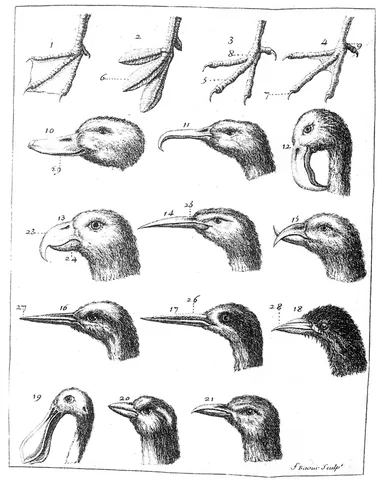 neb: a bird's beak