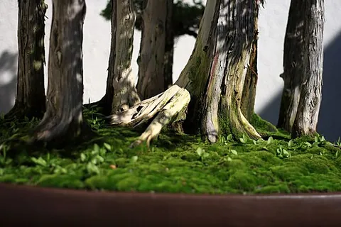 nebari: the surface roots that flare out from the base of a bonsai tree