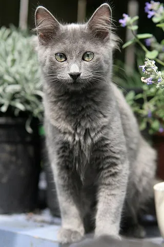 nebelung: a domestic cat of a particular breed with long bodies, wide-set green eyes, and long dense silky...