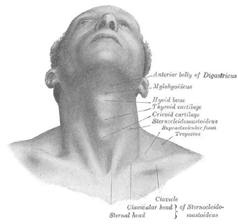neck: the part of the body connecting the head and the trunk found in humans and some animals