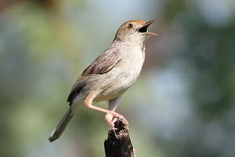 neddicky: a species of passerine bird, Cisticola fulvicapilla, found in central and southern Africa
