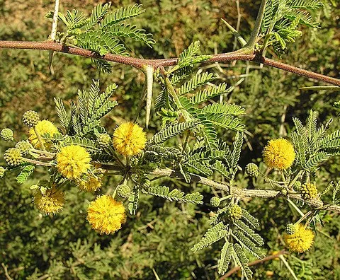 needle bush: of species Vachellia farnesiana, sweet acacia, huisache, native to the tropical Americas, now...