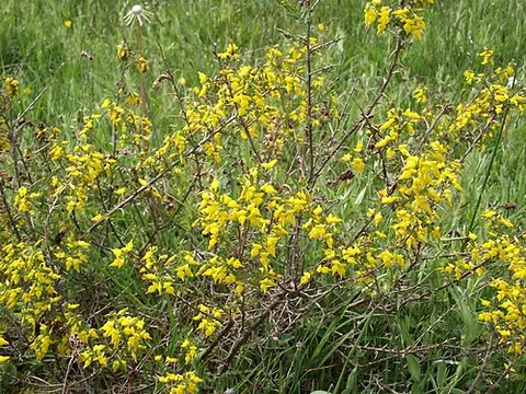needle furze: genista anglica, a shrubby flowering plant of the family Fabaceae