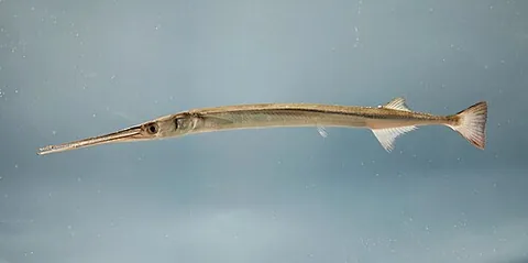 needlefish: any of certain species of slender fish, principally of the family Belonidae, many usually found in...