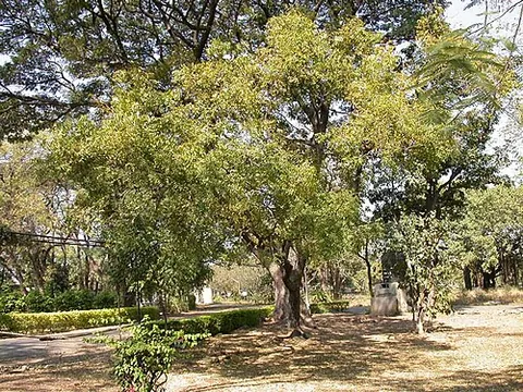 neem: azadirachta indica, a large, mostly evergreen tree from India, whose seeds yield neem oil, the...