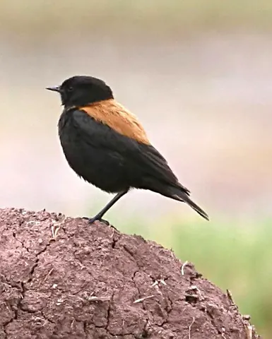 negrito: either of two species of bird in the genus Lessonia