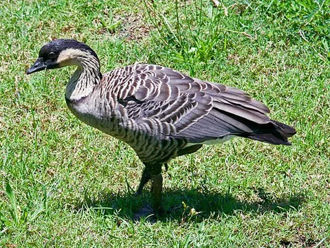 nene: the Hawaiian goose, Branta sandvicensis, which was designated the state bird of Hawaii in 1957
