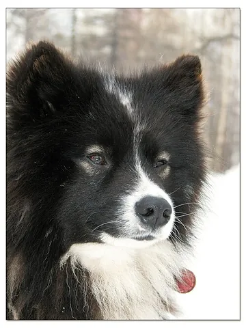 nenets herding laika: an aboriginal spitz landrace of dog originating from the Yamalo-Nenets Autonomous Okrug, in Russia