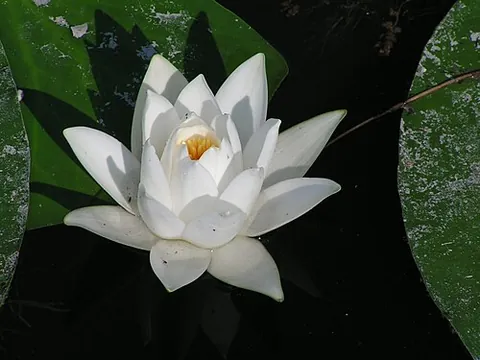 nenuphar: a water lily, especially the European white water lily (Nymphaea alba) or the yellow water lily...