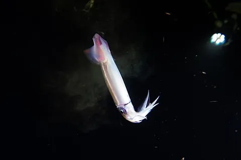 neon flying squid: a species of large ommastrephid squid, Ommastrephes bartramii, found in subtropical and temperate...