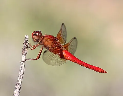 neon skimmer: libellula croceipennis, a New World species of bright orange dragonflies in the family Libellulidae