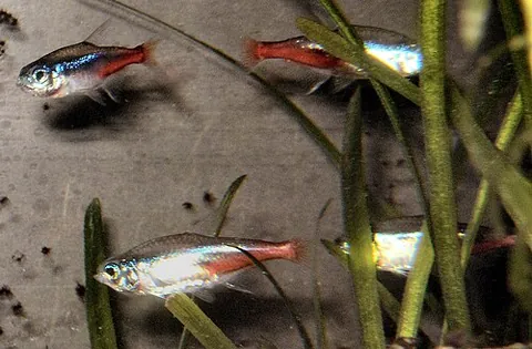 neon tetra: paracheirodon innesi (syn. Hyphessobrycon innesi), a small, tropical American fish, popular as an...