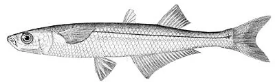 neotropical silverside: any species of silverside of the family Atherinopsidae