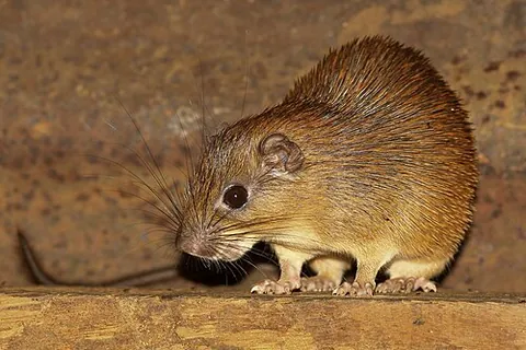 neotropical spiny rat: any rodent of the family Echimyidae, native to most of Latin America, the West Indies, and the...