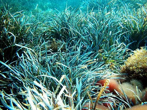 neptune grass: posidonia oceanica, a seagrass native to the Mediterranean