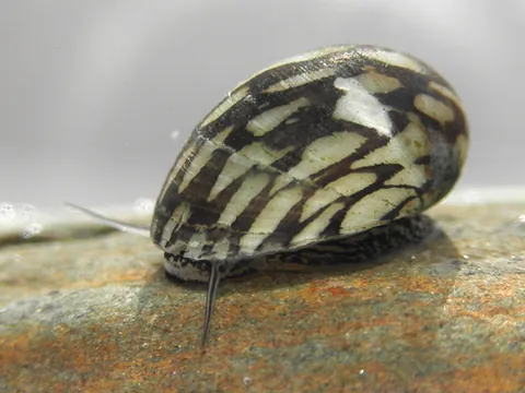 nerite: any snail of the genus Nerita, or more generally, of the family Neritidae