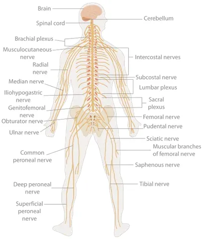 nervous system: an organ system whose principal constituent is nervous tissue that coordinates the activities of...