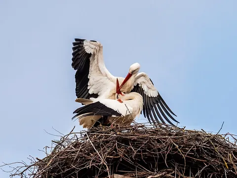 nest: a structure built by a bird as a place to incubate eggs and rear young