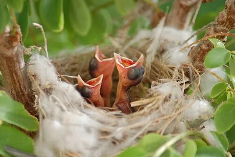 nestling: a small, young bird that is still confined to the nest