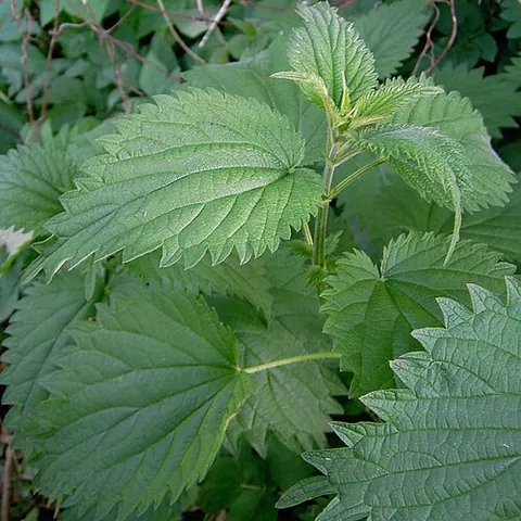 nettle: most, but not all, subspecies of Urtica dioica (common nettle),