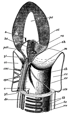 neurocord: a cord-like organ composed of elastic fibres, situated above the ventral nervous cord of annelids...