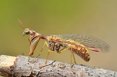 neuropteran: any insect of the order Neuroptera, having four large and membranous wings