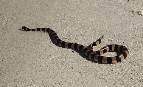 new caledonian sea krait: laticauda saintgironsi, a species of venomous snake native to the waters around New Caledonia; it...