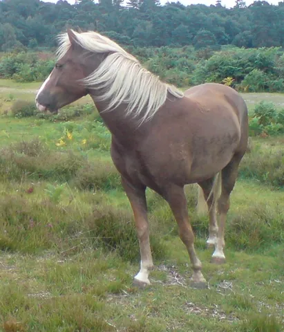 new forest pony: a horse of a breed indigenous to the New Forest in Hampshire, England
