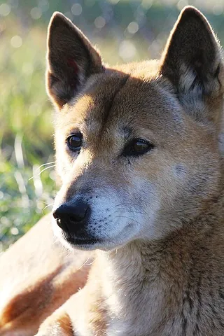 new guinea singing dog: canis lupus hallstromi, a dog of an ancient lineage found in the New Guinea Highlands on the island...