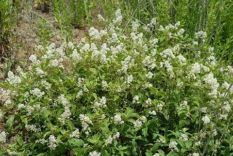 new jersey tea: ceanothus americanus, a North American shrub whose leaves were once used as a substitute for tea