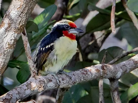 new world barbet: any bird of the family Capitonidae, native to Central and South America