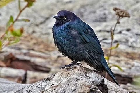 new world blackbird: certain blackbirds found in the New World in the genera of family Icteridae, to wit,...