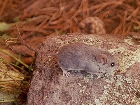 new world mouse: any mouse in the subfamilies Neotominae and Sigmodontinae