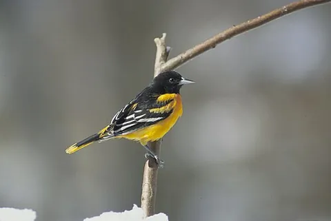 new world oriole: any passerine bird of the genus Icterus, native to the New World
