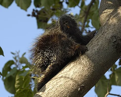 new world porcupine: any of the large, arboreal, spiny-furred rodents of the family Erethizontidae, native to forests...