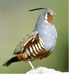 new world quail: any bird in the New World family Odontophoridae (which also includes the African genus...