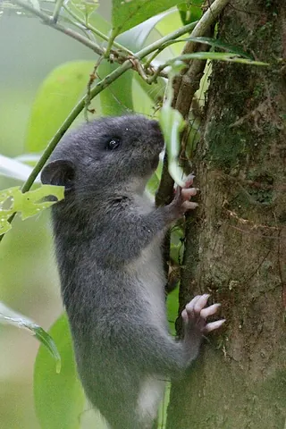 new world rat: any rat in the subfamilies Neotominae, Sigmodontinae, and Tylomyinae