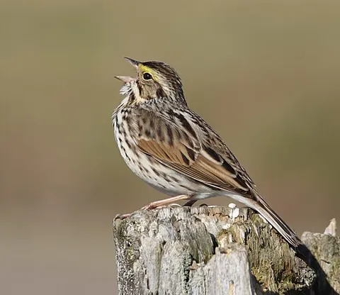 new world sparrow: any oscine passerine bird of the speciose American family Passerellidae