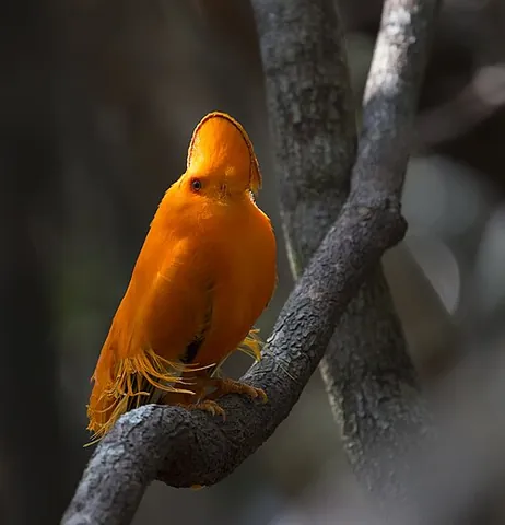 new world suboscine: any suboscine bird of the clade Tyrannides