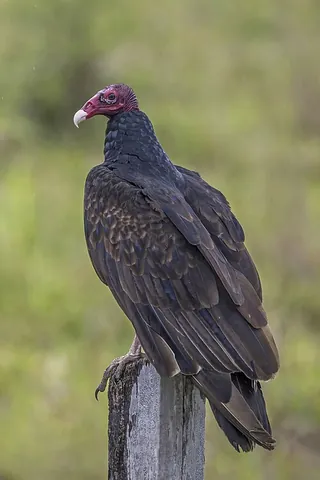 new world vulture: any of the large scavenging birds in the family Cathartidae