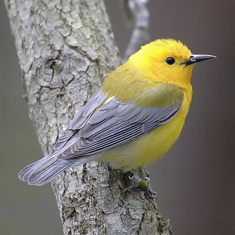 new world warbler: a small colorful bird native to the New World of the family Parulidae