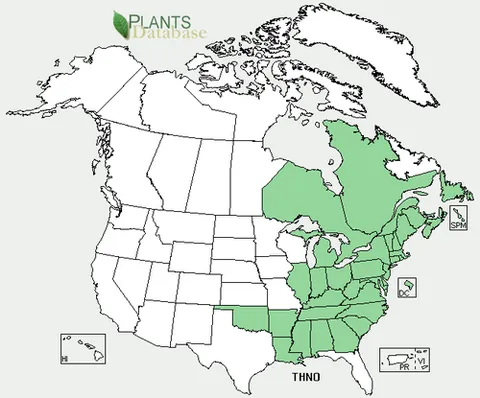 new york fern: a fern of the species Parathelypteris noveboracensis (syn. Thelypteris noveboracensis), native to...