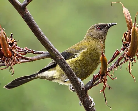 new zealand bellbird: anthornis melanura, a greenish passerine bird endemic to New Zealand, with a distinctive bell-like...