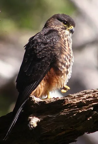 new zealand falcon: a species of falcon endemic to New Zealand (Falco novaeseelandiae)