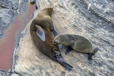 new zealand fur seal: a seal, Arctocephalus forsteri