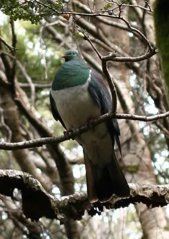 new zealand pigeon: any member of the species Hemiphaga novaeseelandiae of large pigeons native to New Zealand