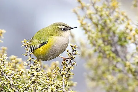 new zealand wren: a passerine bird of the family Acanthisittidae, including two living and several extinct species in...
