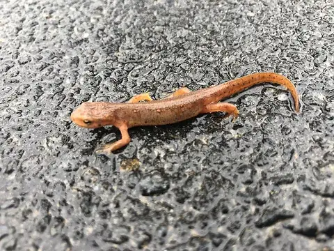 newt: a small lizard-like amphibian in the subfamily Pleurodelinae that lives in the water as an adult