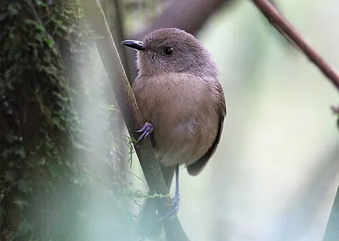 newtonia: any of the birds in the genus Newtonia, found in Madagascar